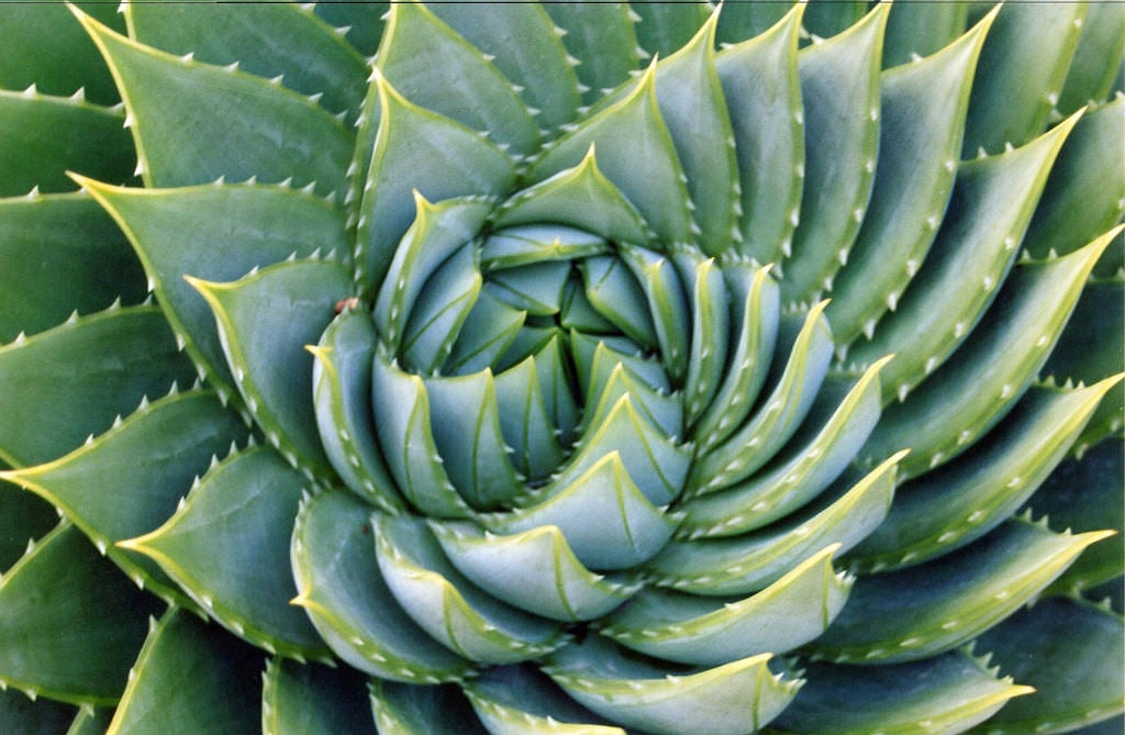 Green succulent plant